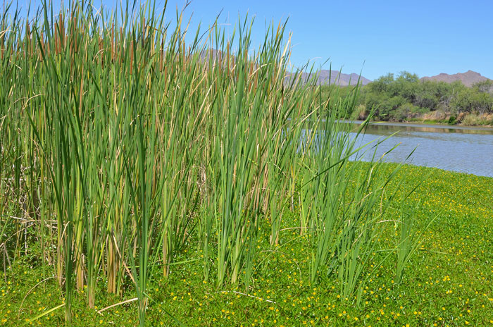 Southern Cattail has the potential to choke out native plant species; here is another extremely invasive plant in Arizona, Floating Primrose-willow (Ludwigia peploides) aggressively encroaching on a colony of Southern Cattail. Typha domingensis 